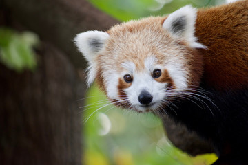 Red panda 9