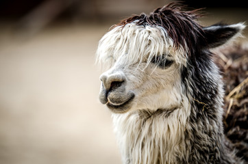 A portrait of a lama with a white fringe hanging on her eyes ..