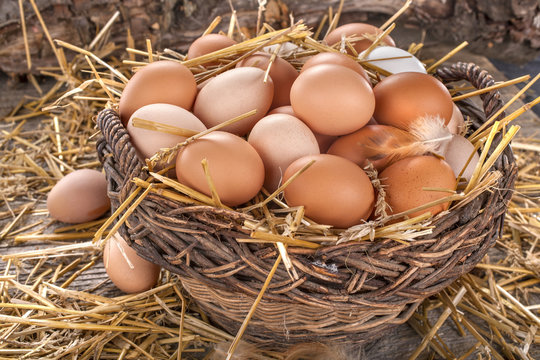 fresh domestic organic eggs in a basket with straw