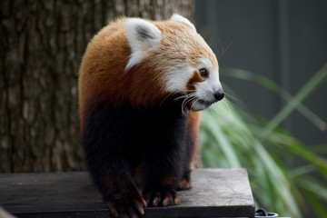 Red panda 5