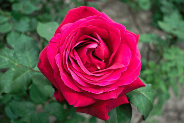 Closeup of a pink rose