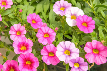 Colorful pink petunia flowers close up background in a garden in summer