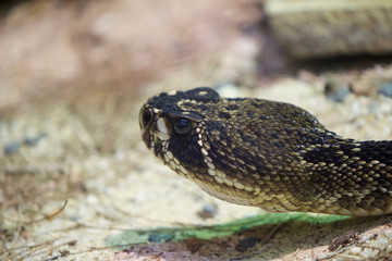 Rattlesnake 3