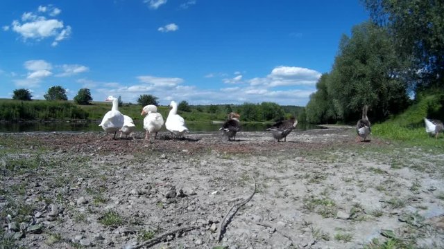 Goose Family Frolicking on river bank