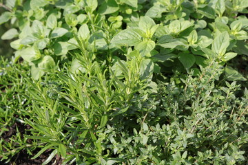 Die drei italienischen Kräuter: Oregano, Thymian und Rosmarin 