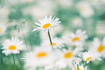 Beautiful Daisy flowers in the meadow. Chamomile field. Selective focus.