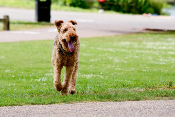 Airedale Terrier dog walking on grass