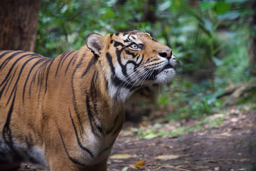Fototapeta na wymiar Tiger close up 21