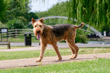 Airedale Terrier dog walking on grass