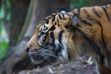 Tiger close up 20