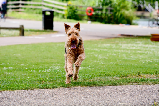 Airedale Terrier dog walking on grass