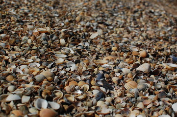 seashells