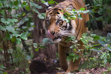 Fototapeta na wymiar Tiger close up 16