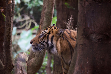 Tiger close up 14