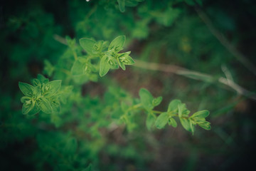Grass background with warm tone, blurry and soft