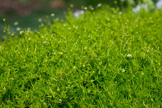 Close-up of Heath Pearlwort Lawn (Sagina subulata) grow at greenhouse