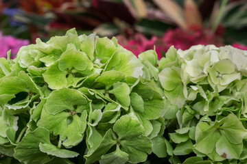 Close-up of Green Hydrangea grow at greenhouse