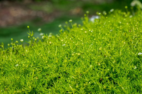 Close-up of Heath Pearlwort Lawn (Sagina subulata) grow at greenhouse