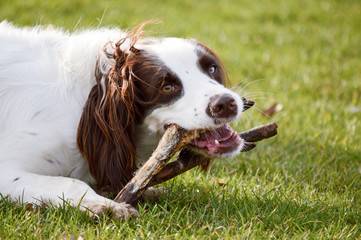 English Springer Spaniel dog chewing stick in park