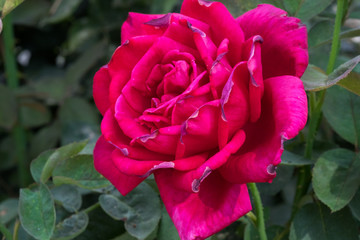 Pink 'Just Joey' Rose grown at greenhouse