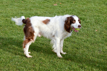 English Springer Spaniel with tennis ball in mouth