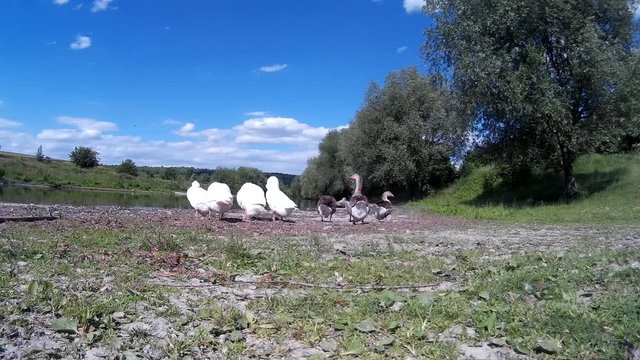 Goose Family Frolicking on river bank 3