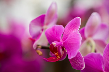 Beautiful orchid flowers grown at greenhouse