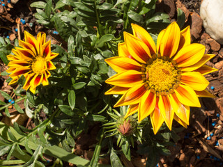 Two Gazanias on the garden