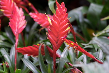 Red Vriesea blossoms grow at greenhouse