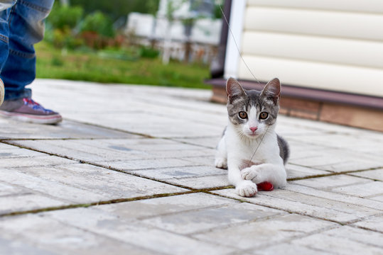 Boy Is Playing With Small Cat. Cat Is Chasing Toy Mouse.