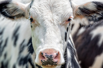 Close up portrait of a black and white cow facing the camera