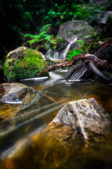 valley of waters track blue mountains forest