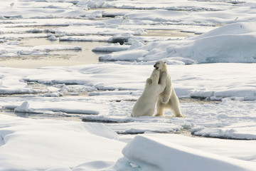 Auf der Suche nach den Eisbären
