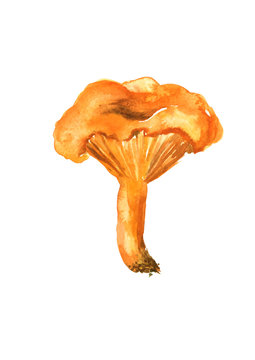 A watercolor drawing of a forest edible mushroom is a chanterelle, bright orange. Illustration on white isolated background. Hand drawing.