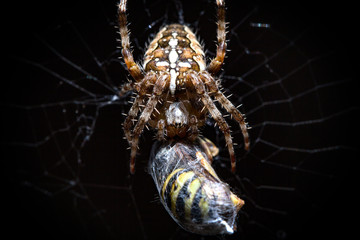 Spinne