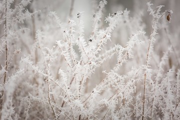 Winter abstract macro of rime on plants