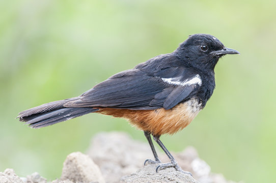 Male Mocking Chat