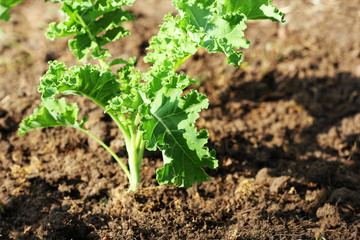 Young kale growing in the vegetable garden - obrazy, fototapety, plakaty