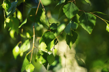 Green leaves of birch tree in spring.Fresh green leaves on birch trees,close-up of young green leaves on birch trees,Birch leaves,birch branches,Spring natural background with young birch leaves