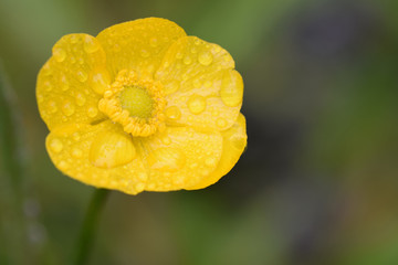 Water buttercup