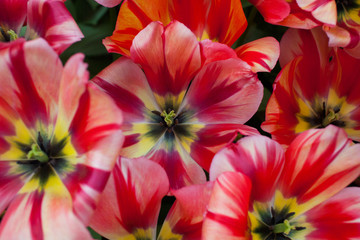 Red striped tulips in Keukenhof, Netherlands
