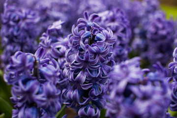Blue hyacinths blossom in Keukenhof, Netherlands