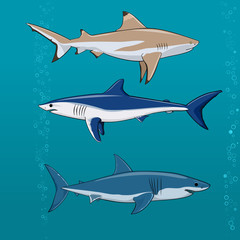 Common sharks set Vector illustration