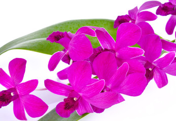 Purple orchid on a white background