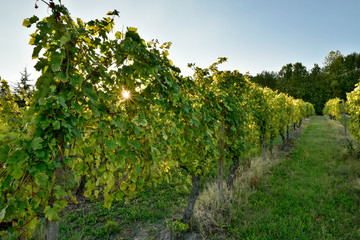 Fototapeta na wymiar Sun rays through vineyard