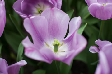 Fototapeta na wymiar Tulips in Keukenhof, Netherlands