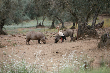Stork and iberian pigs eating
