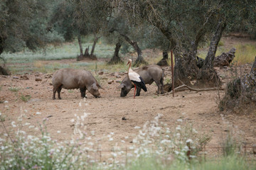 Stork and iberian pigs eating
