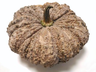 Big natural brown pumpkin cultivar of a squash plant isolated on white