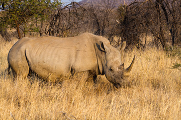 Obraz premium White Rhinoceros